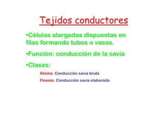 Tejidos conductores
    T jid s c nduct   s
•Células alargadas dispuestas en
filas formando tubos o vasos.
•Función: conducción de la savia
•Clases:
    Xilema. Conducción savia bruta
    Floema. Conducción savia elaborada
 