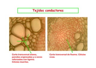 Tejidos conductores




Corte transversal xilema,      Corte transversal de floema. Células
paredes engrosadas y a veces   vivas.
                               vivas
reforzadas con lignina.
Células muertas.
 