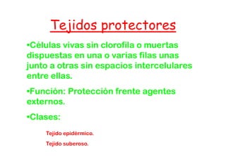Tejidos protectores
•Células vivas sin clorofila o muertas
 Células
dispuestas en una o varias filas unas
junto a otras sin espacios intercelulares
entre ellas.
•Función: Protección frente agentes
externos.
•Clases:
    Tejido epidérmico
           epidérmico.
    Tejido suberoso.
 