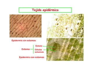 Tejido epidérmico




Epidermis sin estomas
E id   i i      t

                    Ostiolo
        Estoma      Células
                    oclusivas

      Epidermis con estomas
 