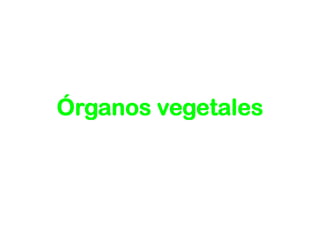 Órganos vegetales
 