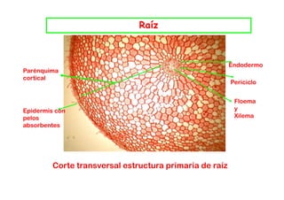 Raíz



                                                         Endodermo
Parénquima
cortical
                                                         Periciclo


                                                          Floema
                                                          Fl
Epidermis con                                             y
pelos                                                     Xilema
absorbentes




         Corte transversal estructura primaria de raíz
 