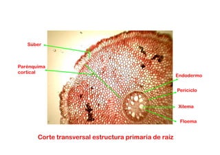 Súber



Parénquima
cortical
                                                       Endodermo


                                                       Periciclo


                                                        Xilema


                                                        Floema


       Corte transversal estructura primaria de raíz
 