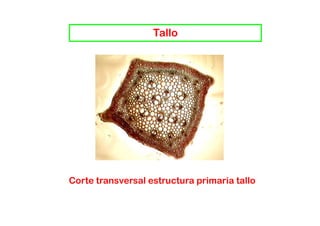 Tallo




Corte transversal estructura primaria tallo
 