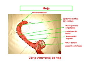 Hoja
  Pelos secretores


                            Epidermis del haz
                            con cutícula

                              Parénquima en
                              empalizada
                              Epidermis del
                              envés
                                 é
                               Parénquima
                               lagunar

                              Nervio central
                              Vasos liberoleñosos




Corte transversal de hoja
 