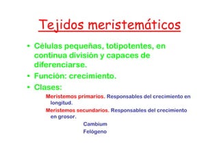 Tejidos meristemáticos
• Células pequeñas, totipotentes, en
  continua división y capaces de
  diferenciarse.
• Función: crecimiento
           crecimiento.
• Clases:
    Meristemos primarios. R
    M i t        i    i   Responsables d l crecimiento en
                                   bl del       i i t
     longitud.
    Meristemos secundarios. Responsables del crecimiento
                               p
     en grosor.
                 Cambium
                 Felógeno
                 F ló
 
