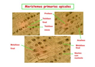 Meristemos primarios apicales

                        Profase

                      Telofase
                      final
                        Telofase
                        inicio




                                             Anafase

Metafase                                    Metafase
final                                       final

                                           Núcleo
                                           con
                                           nucleolo
 