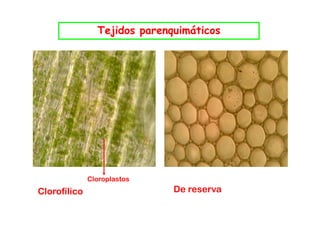 Tejidos p
                  j     parenquimáticos
                             q




              Cloroplastos
Clorofílico                   De reserva
 