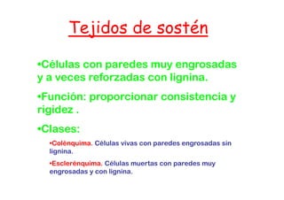 Tejidos de sostén

•Células con paredes muy engrosadas
y a veces reforzadas con lignina
                         lignina.
•Función: proporcionar consistencia y
 Función:
rigidez .
•Clases:
  •Colénquima. Células vivas con paredes engrosadas sin
   Colénquima.
  lignina.
  •Esclerénquima. Células muertas con paredes muy
  engrosadas y con lignina.
 
