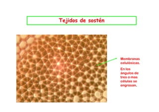 Tejidos de sostén




                    Membranas
                    celulósicas.
                    En los
                    ángulos de
                    tres o mas
                    células se
                    engrosan.
 
