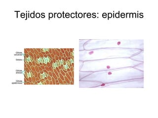 Tejidos protectores: epidermis 