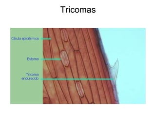 Tricomas 