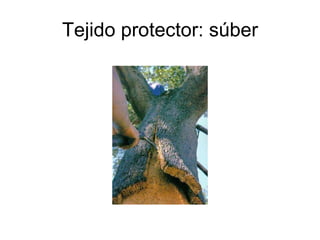 Tejido protector: súber 