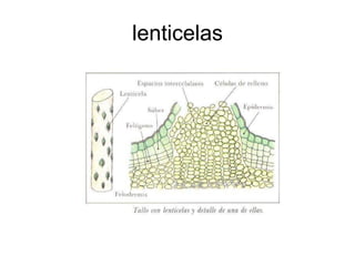 lenticelas 