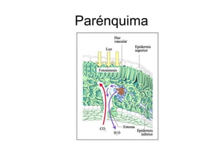 Parénquima 