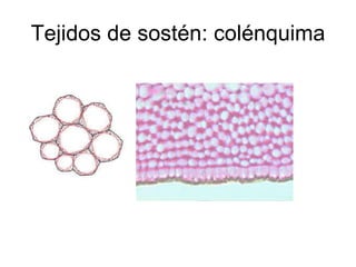Tejidos de sostén: colénquima 