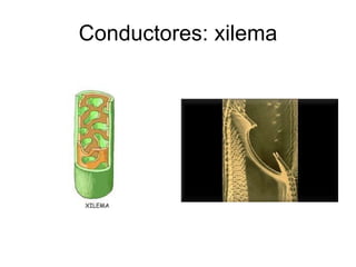 Conductores: xilema 
