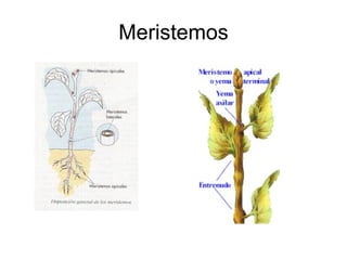 Meristemos 