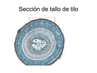 Sección de tallo de tilo 