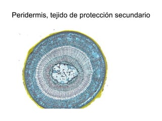 Peridermis, tejido de protección secundario 