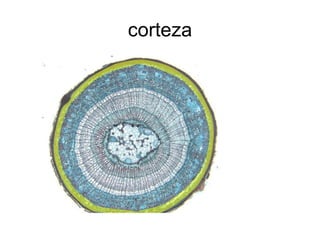 corteza 