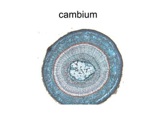 cambium 