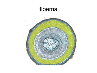 floema 