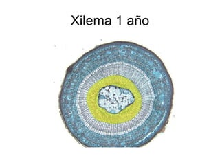 Xilema 1 año 