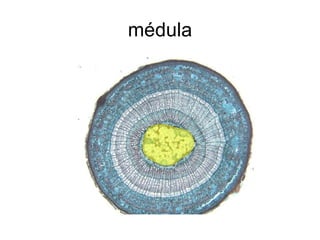 médula 