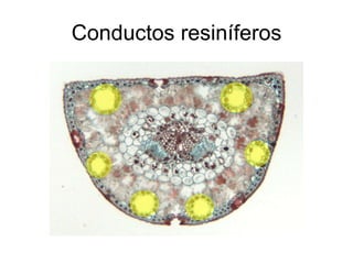 Conductos resiníferos 