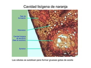 Cavidad lisígena de naranja Las células se autolisan para formar gruesas gotas de aceite 