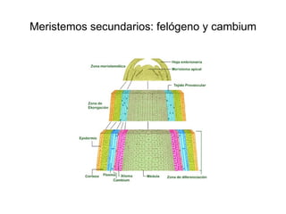 Meristemos secundarios: felógeno y cambium 