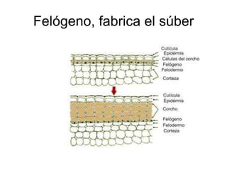 Felógeno, fabrica el súber 