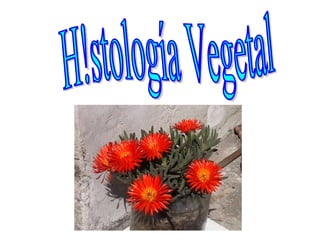 H!stología Vegetal 