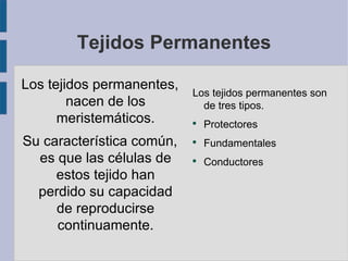 Tejidos Permanentes Los tejidos permanentes, nacen de los meristemáticos . Su característica común, es que las células de estos tejido han perdido su capacidad de reproducirse continuamente. Los tejidos permanentes son de tres tipos. Protectores Fundamentales Conductores 