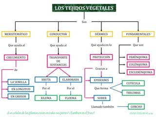 LOS TEJIDOS VEGETALES<br />Son <br />CONDUCTOR<br />DÉRMICO<br />FUNDAMENTALES<br />MERISTEMÁTICO<br />Que ayuda en la<br ...