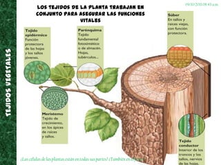 TEJIDOS VEGETALES<br />16/07/2011 03:29 p.m.<br />Los tejidos de la planta trabajan en conjunto para asegurar las funcione...