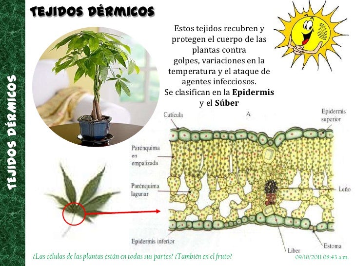 Tejidos vegetales