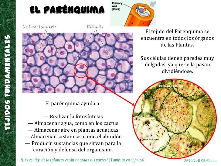Tejidos vegetales Tejidos vegetales