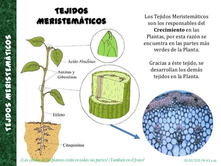 Resultado de imagen para imagen de tejido crecimiento