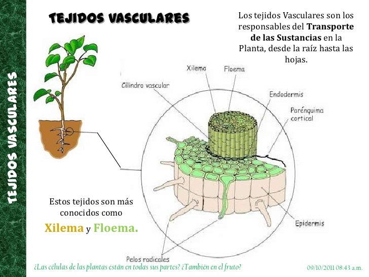 La tromboflebitis de la vena exterior