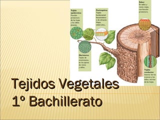Tejidos Vegetales 1º Bachillerato 