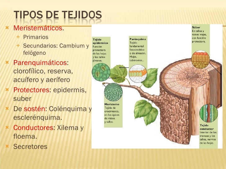 Vivir con hoja de cálculo de pérdida de peso