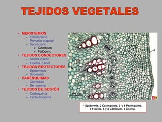 Tejidos vegetales 1º Bachillerato | PPT