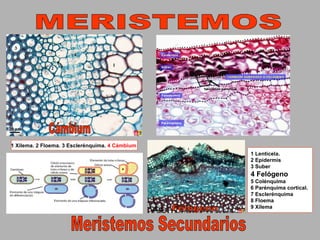 Tejidos vegetales 1º Bachillerato | PPT