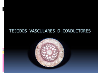 TEJIDOS VASCULARES O CONDUCTORES
 