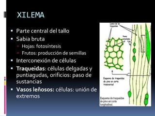 XILEMA
 Parte central del tallo
 Sabia bruta
   Hojas: fotosíntesis
   Frutos: producción de semillas
 Interconexión de células
 Traqueidas: células delgadas y
  puntiagudas, orificios: paso de
  sustancias
 Vasos leñosos: células: unión de
  extremos
 