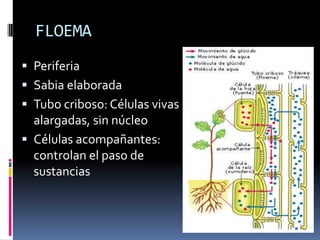 FLOEMA
 Periferia
 Sabia elaborada
 Tubo criboso: Células vivas
  alargadas, sin núcleo
 Células acompañantes:
  controlan el paso de
  sustancias
 