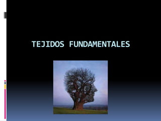 TEJIDOS FUNDAMENTALES
 