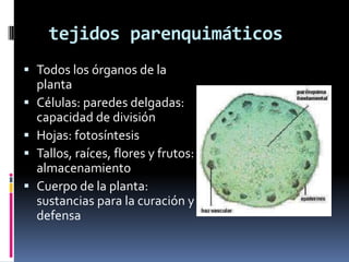 tejidos parenquimáticos
 Todos los órganos de la
    planta
   Células: paredes delgadas:
    capacidad de división
   Hojas: fotosíntesis
   Tallos, raíces, flores y frutos:
    almacenamiento
   Cuerpo de la planta:
    sustancias para la curación y
    defensa
 